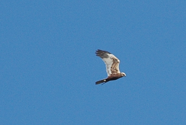 Aquila minore Hieraetus pennatus in Giardino....